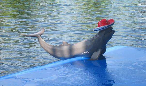 Дельфінарій Pattaya Dolphin World and Resort