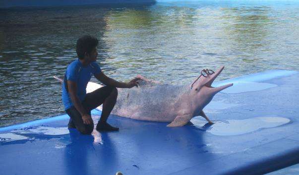 Дельфінарій Pattaya Dolphin World and Resort