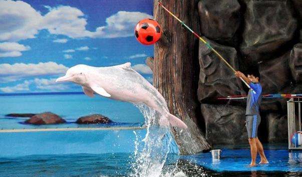 Дельфінарій Pattaya Dolphin World and Resort