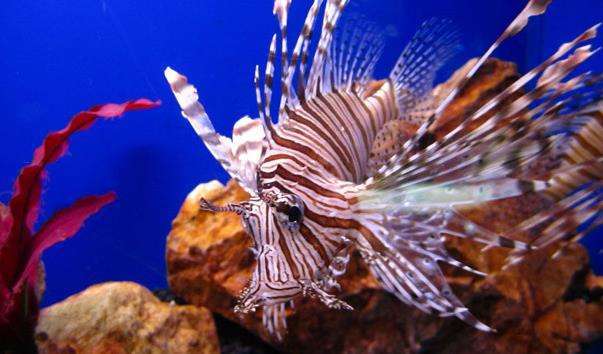 Океанаріум Underwater World Pattaya