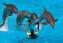 Аквапарк Sealanya Seapark