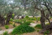 Гетсиманський сад