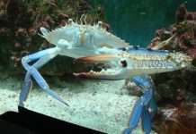 Акваріум Ель Гуни