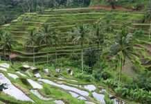 Рисові тераси