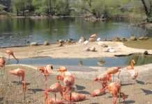 Московський зоопарк