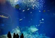 Акваріум Aquaworld