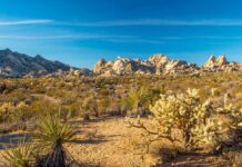 Путешествие по пустынным сокровищам Калифорнии: путеводитель по национальным памятникам Мохаве