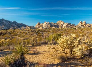 Exploring California’s Desert Gems: A Guide to the Mojave National Monuments