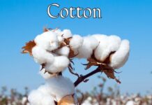 Тканина історії: як бавовна сформувала сучасний світ