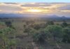 Los rinocerontes regresan a Uganda después de 40 años de historia de fantasmas