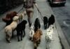 Cómo contratar a un cuidador de mascotas: costos, logística y qué esperar