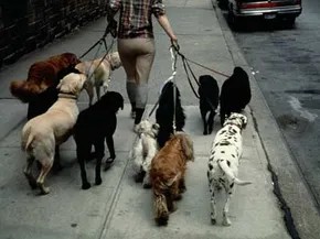 Cómo contratar a un cuidador de mascotas: costos, logística y qué esperar
