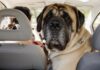 Come trasportare in sicurezza gli animali domestici in auto: attrezzatura e consigli per la sicurezza