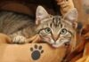La lista di controllo essenziale per il viaggio del gatto: attrezzatura, documenti e risparmio di sanità mentale