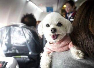 Perché gli animali di supporto emotivo non possono più viaggiare liberamente sugli aerei