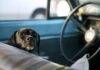 Como manter cães e gatos entretidos em viagens longas