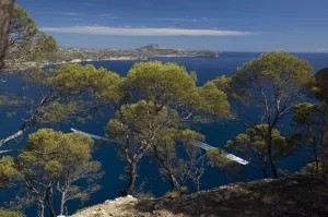 Il costo nascosto del legname isolano: salvare le foreste tropicali